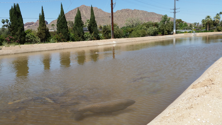 Mammoth Amur spotted in AZ Canal Mammoth Amur spotted in AZ Canal
