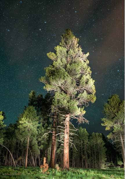 Ponderosa pines are common in Arizona forests within SRP’s watershed.