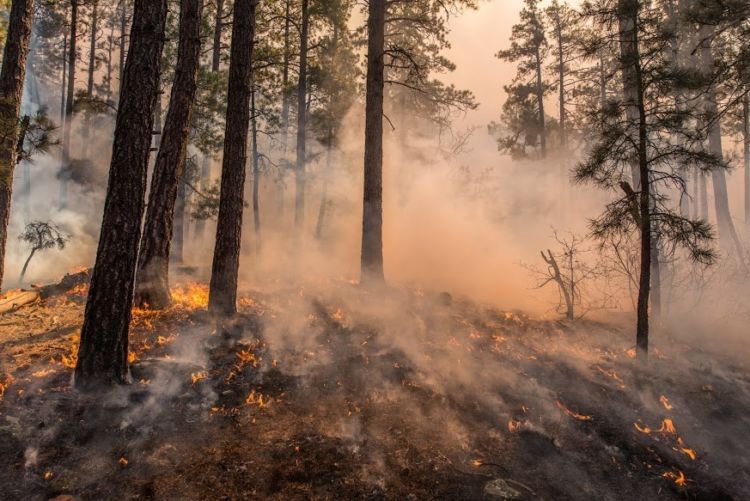 A low-intensity surface fire burns small-diameter trees and forest underbrush in the Upper Beaver Creek Project area. Photo courtesy of the National Forest Foundation