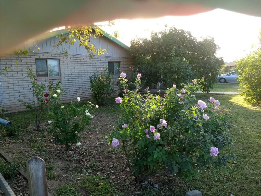 Image shows a home bordered by rose bushes with many blooms