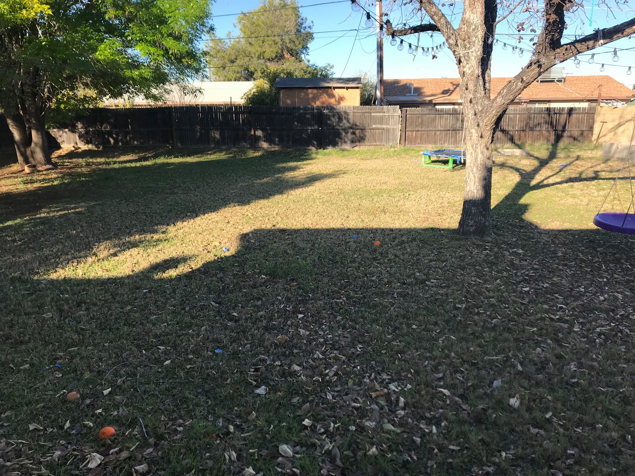 Shannon Green Leavitt 's yard featuring producing trees.