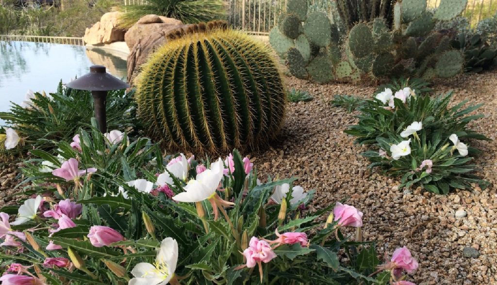 phoenix-nurseries-low-water-landscaping-plant-something