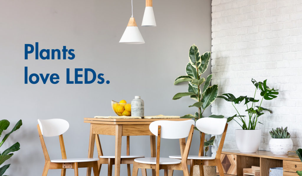 Plants love LED lightbulbs.